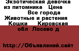 Экзотическая девочка из питомника › Цена ­ 25 000 - Все города Животные и растения » Кошки   . Кировская обл.,Лосево д.